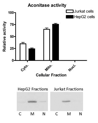 Aconitase Activity Assay Kit (ab109712) 